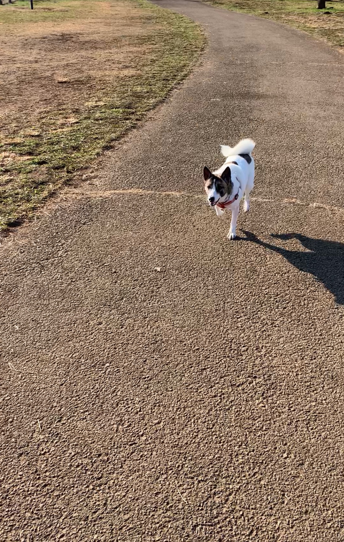 ドッグランでの落とし物 埼玉県川越市 犬のしつけ Dog In Total