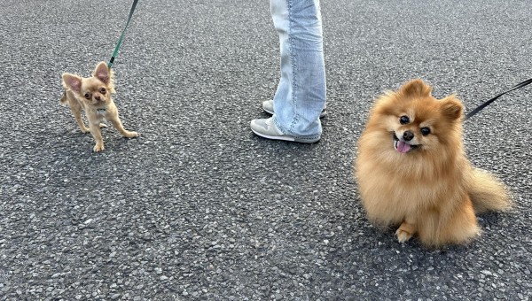 他犬とのご挨拶サムネイル