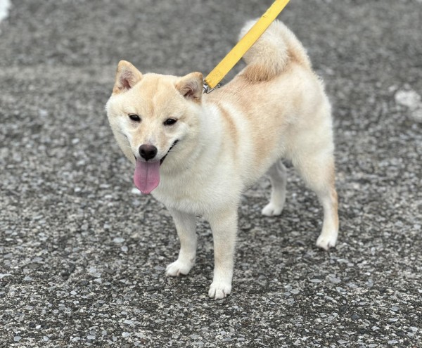 プラス思考な和犬サムネイル